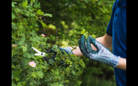 Find a Trusted Arborist Near You for Residential Sod Installation Services
