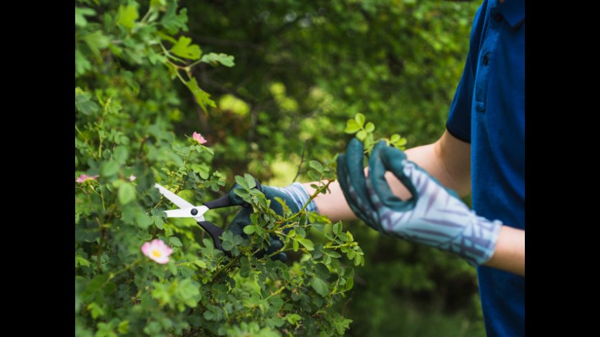 Find a Trusted Arborist Near You for Residential Sod Installation Services