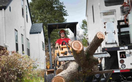 Tree Removal – The Complete Guide for Property Owners