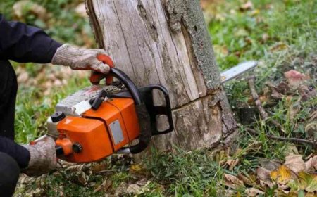 Tree Removal – The Complete Guide to Doing It Right