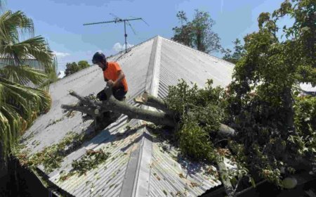 Complete Guide to Tree Removal: What You Need to Know