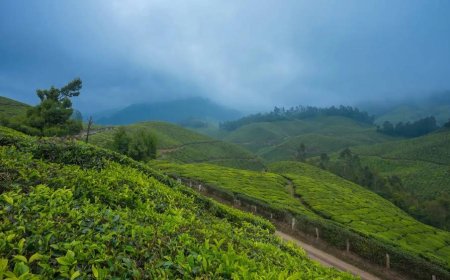 A Breath of Fresh Tea: Exploring the Soul of Munnar