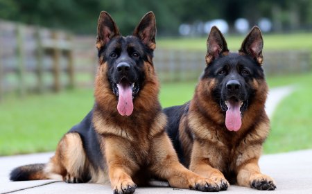 Trained German Shepherds for Sale – Find Your Perfect Guardian