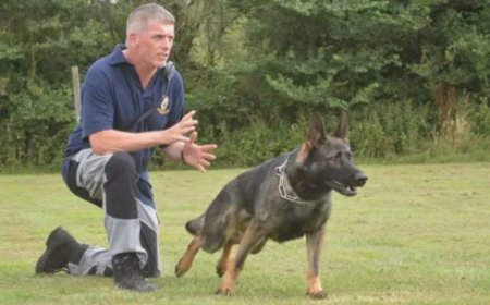 The Ultimate Guide to Fully Trained Protection Dogs for Sale
