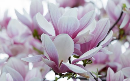 Best Online Stores for Buying Magnolia Leaves for Any Occasion