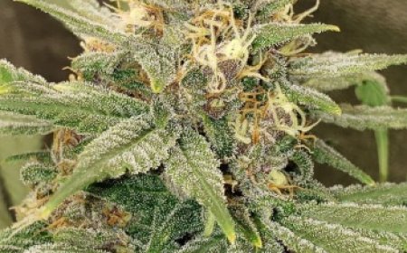 Why Growers Prefer Feminized Cannabis Seeds