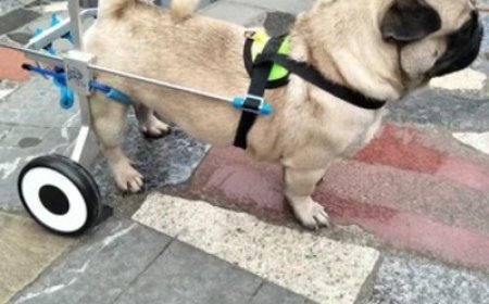 Pet Wheelchair Market Size, Trends, and Strategic Growth Analysis 2025-2032