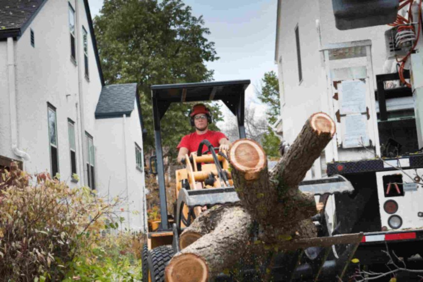 Tree Removal – The Complete Guide for Property Owners
