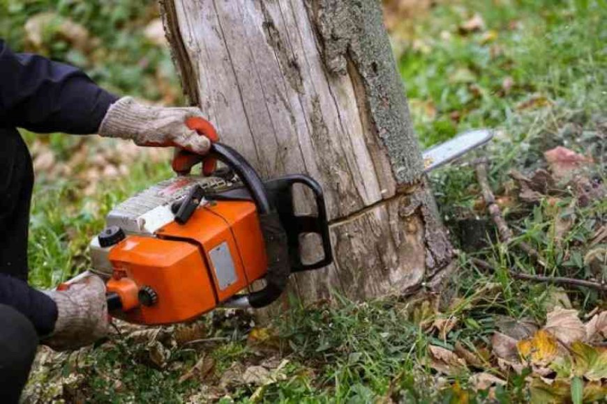 Tree Removal – The Complete Guide to Doing It Right