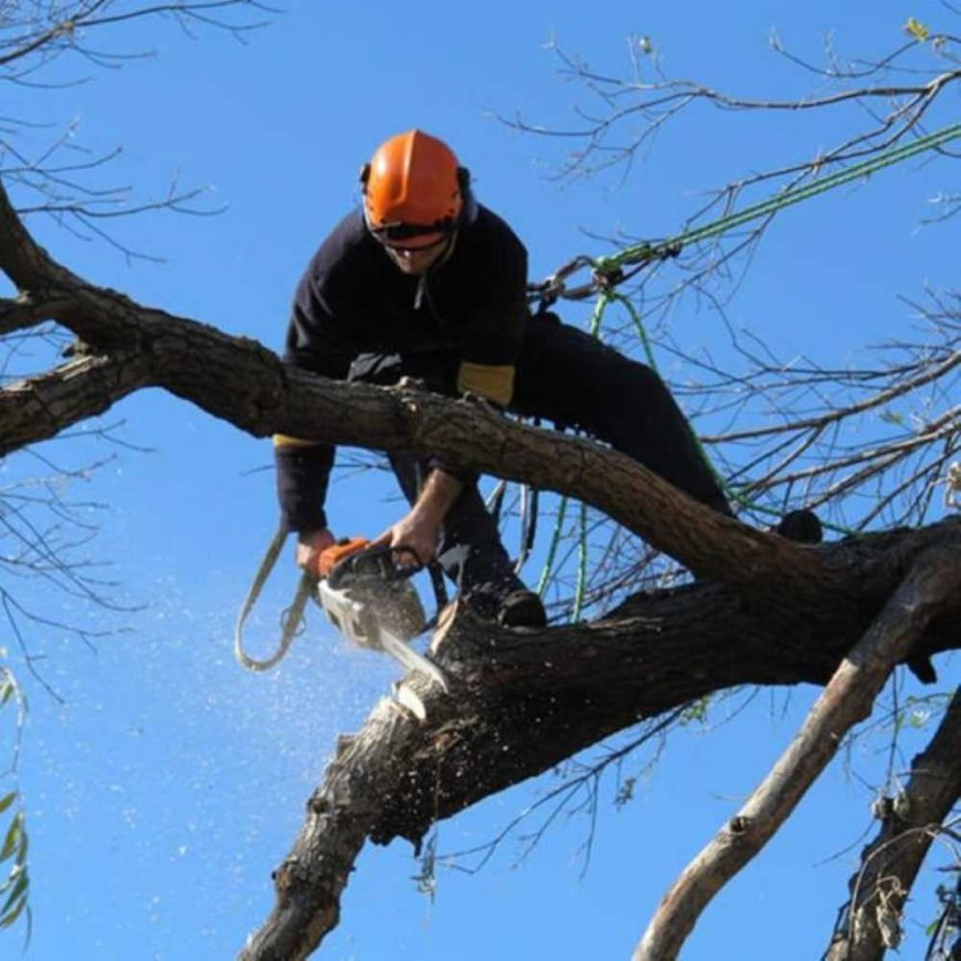 The Ultimate Guide to Tree Removal: Everything You Need to Know