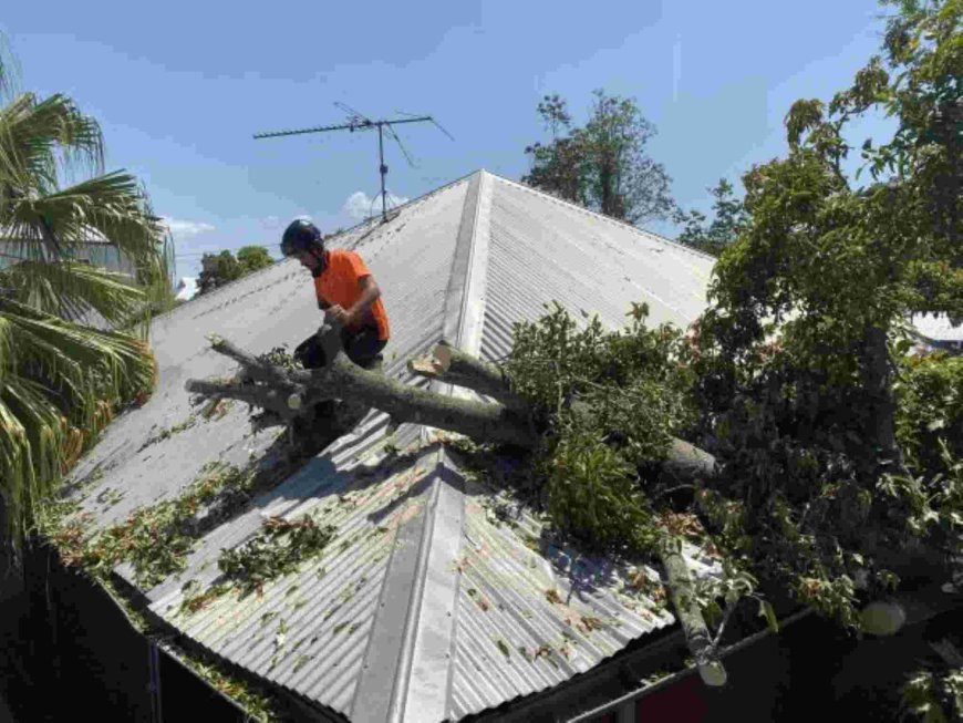 Complete Guide to Tree Removal: What You Need to Know