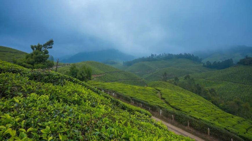 A Breath of Fresh Tea: Exploring the Soul of Munnar