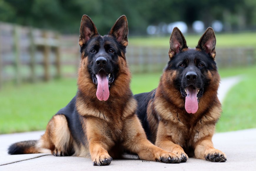 Trained German Shepherds for Sale – Find Your Perfect Guardian
