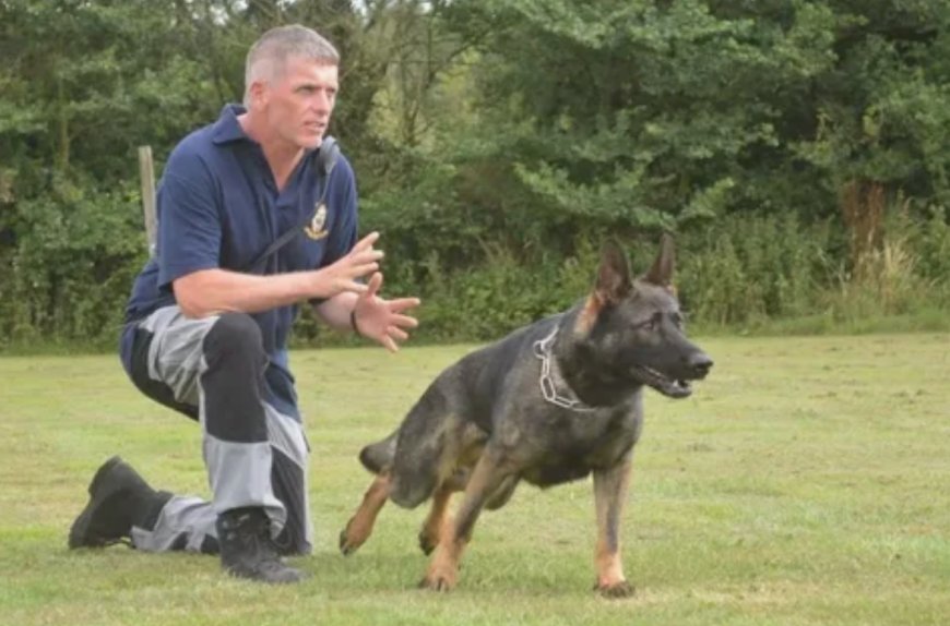 The Ultimate Guide to Fully Trained Protection Dogs for Sale