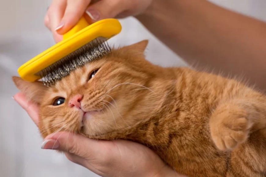 Why Choosing the Right Pet Salon in San Diego Matters for Your Furry Friend’s Health and Happiness