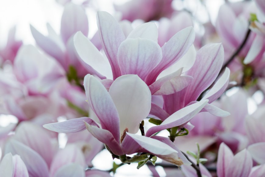 Best Online Stores for Buying Magnolia Leaves for Any Occasion