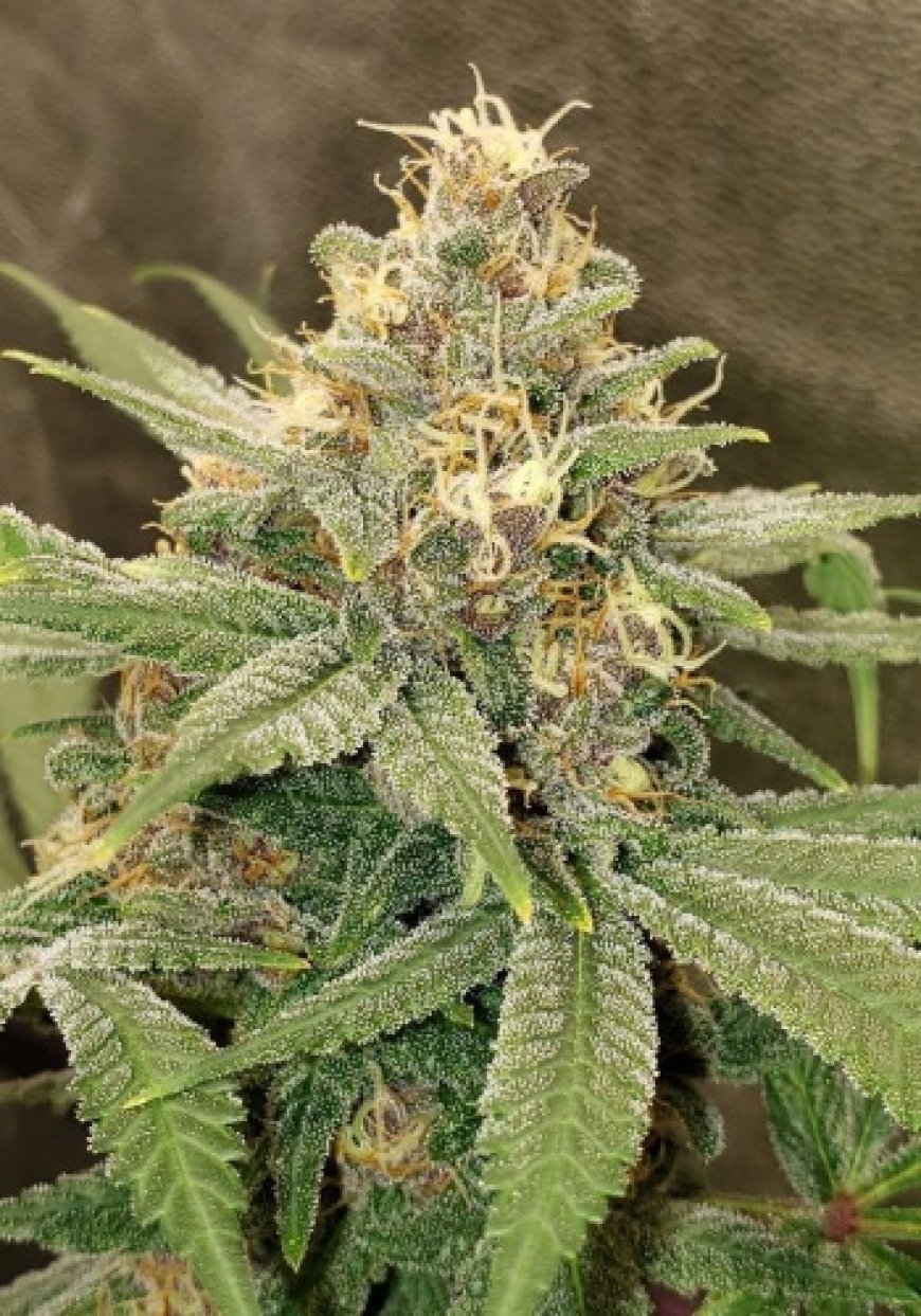 Why Growers Prefer Feminized Cannabis Seeds