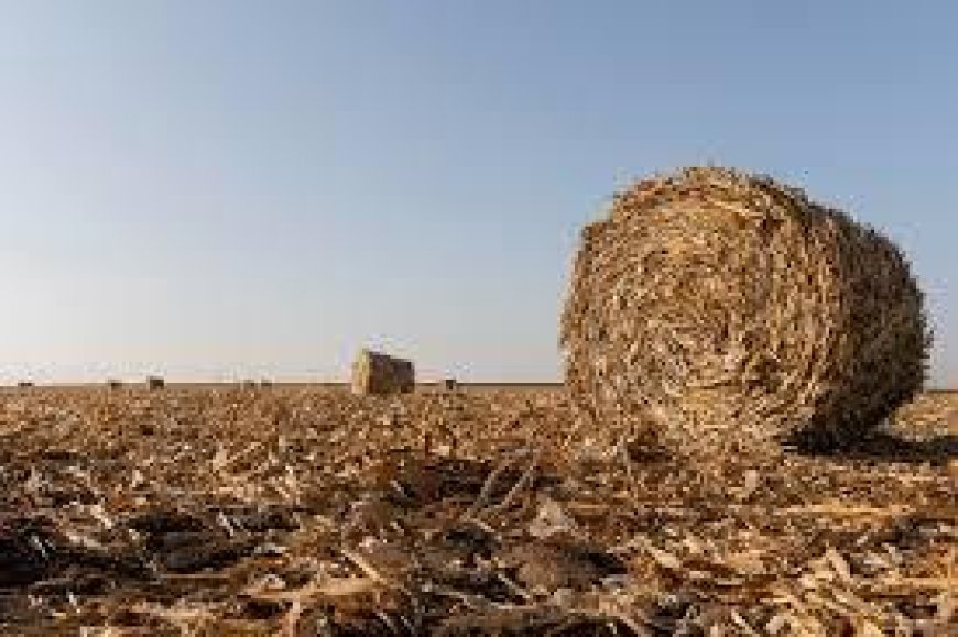 Alfalfa Hay Market Size, Trends, and Growth Outlook 2025-2032